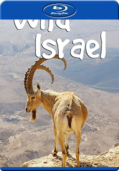 野性以色列 (2碟裝) (Wild Israel)